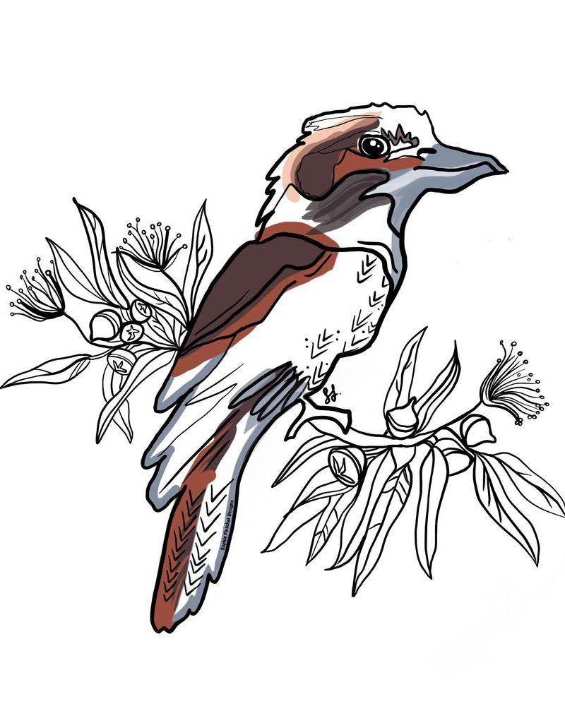 Kookaburra Sticker