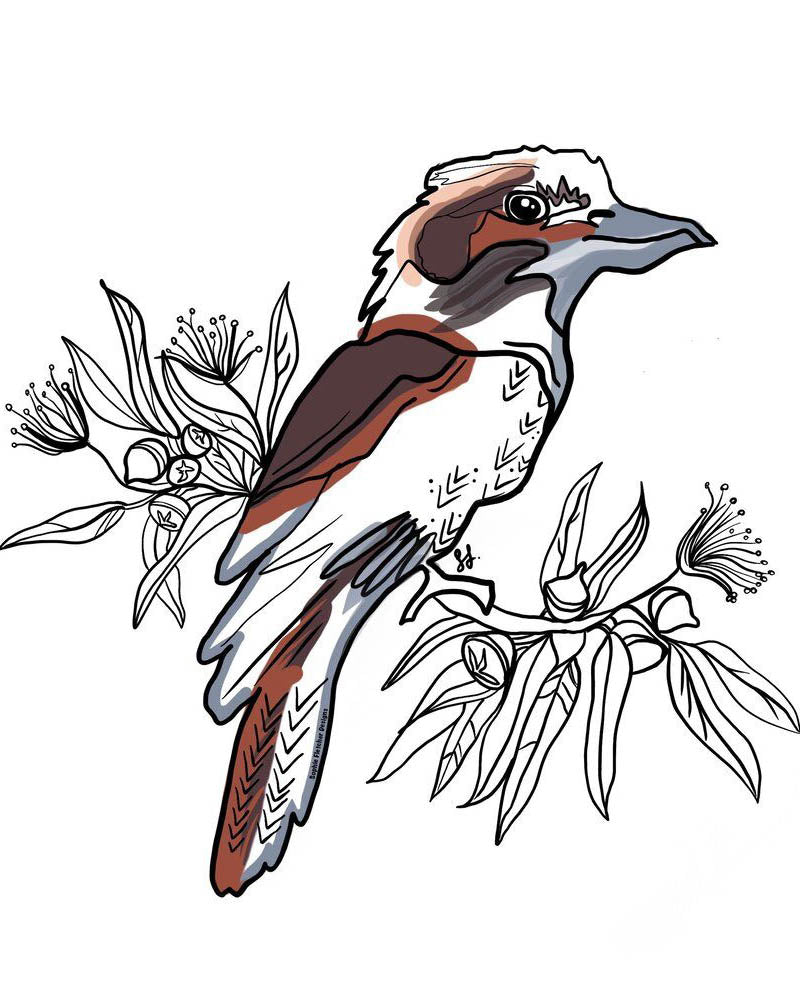 Kookaburra Sticker